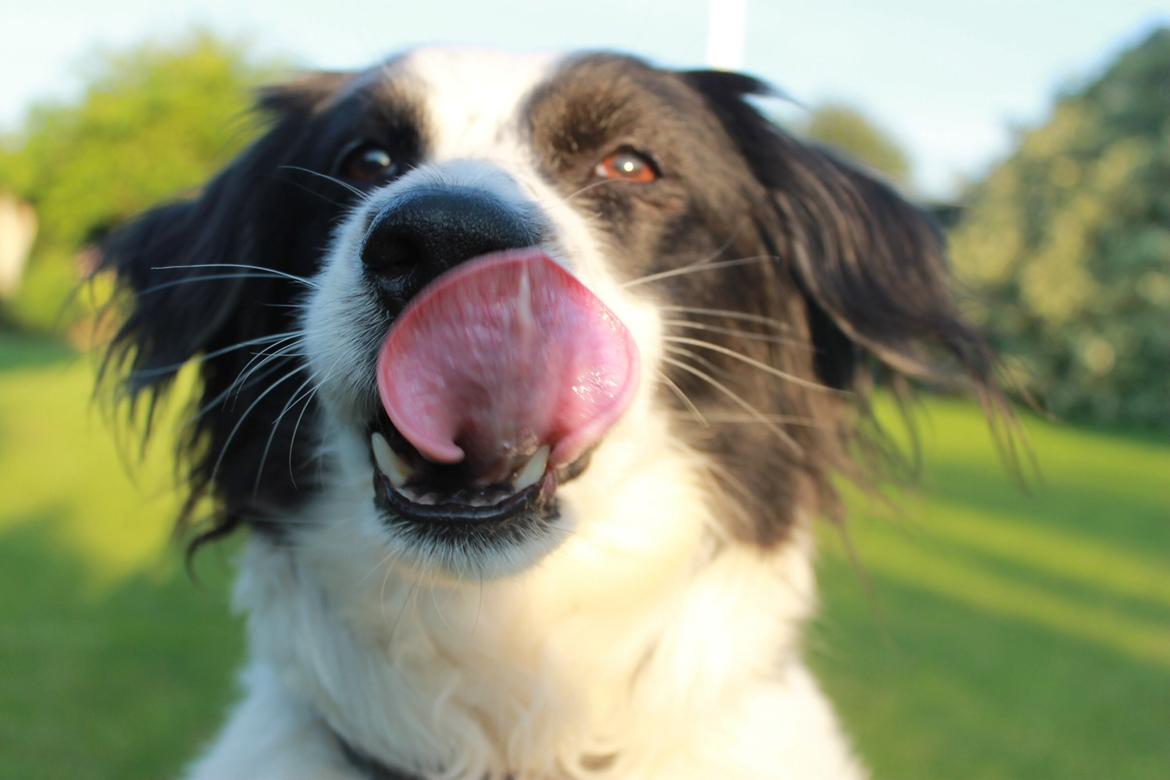 Border collie Lucky - Mmm... MAD!!!!! billede 12