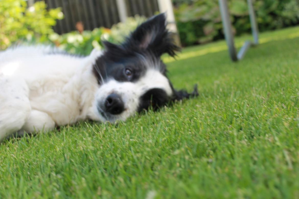 Border collie Lucky - Er lidt træt, så må hellere sove lidt billede 13