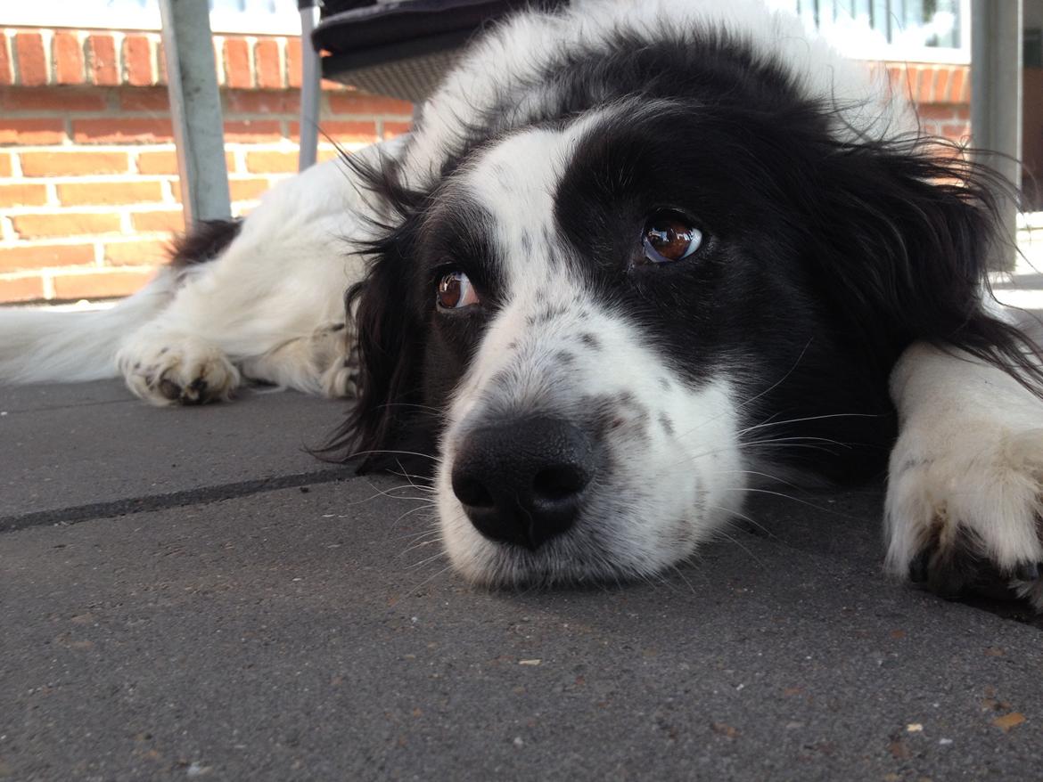 Border collie Lucky - Er der ingen der vil lege med mig? billede 14