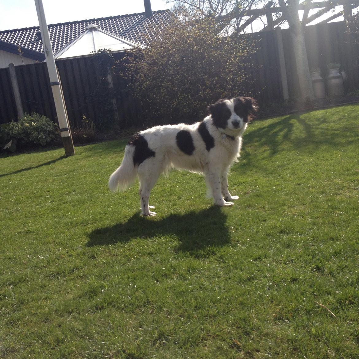 Border collie Lucky - Her er JEG!!!!!!!!!!!!!!!!!!!  billede 15