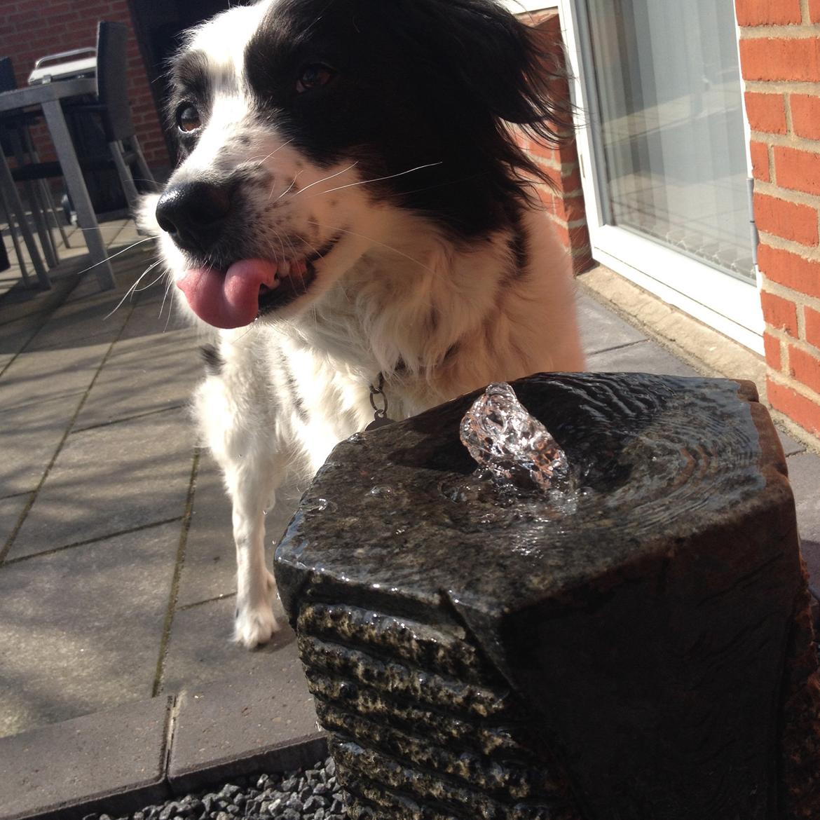 Border collie Lucky - Drikker lige lidt mere vand ;-) billede 7