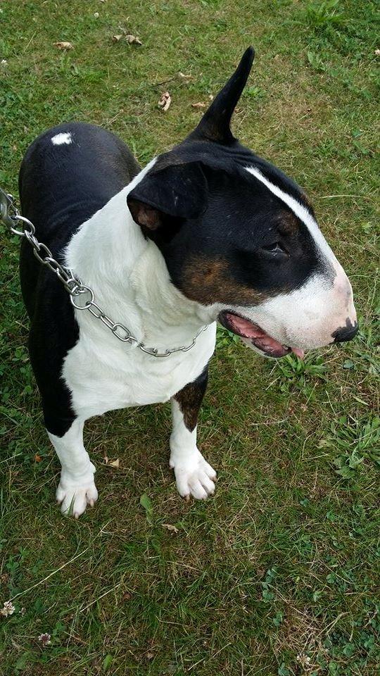 Bullterrier Mendoza Von Bercek billede 5