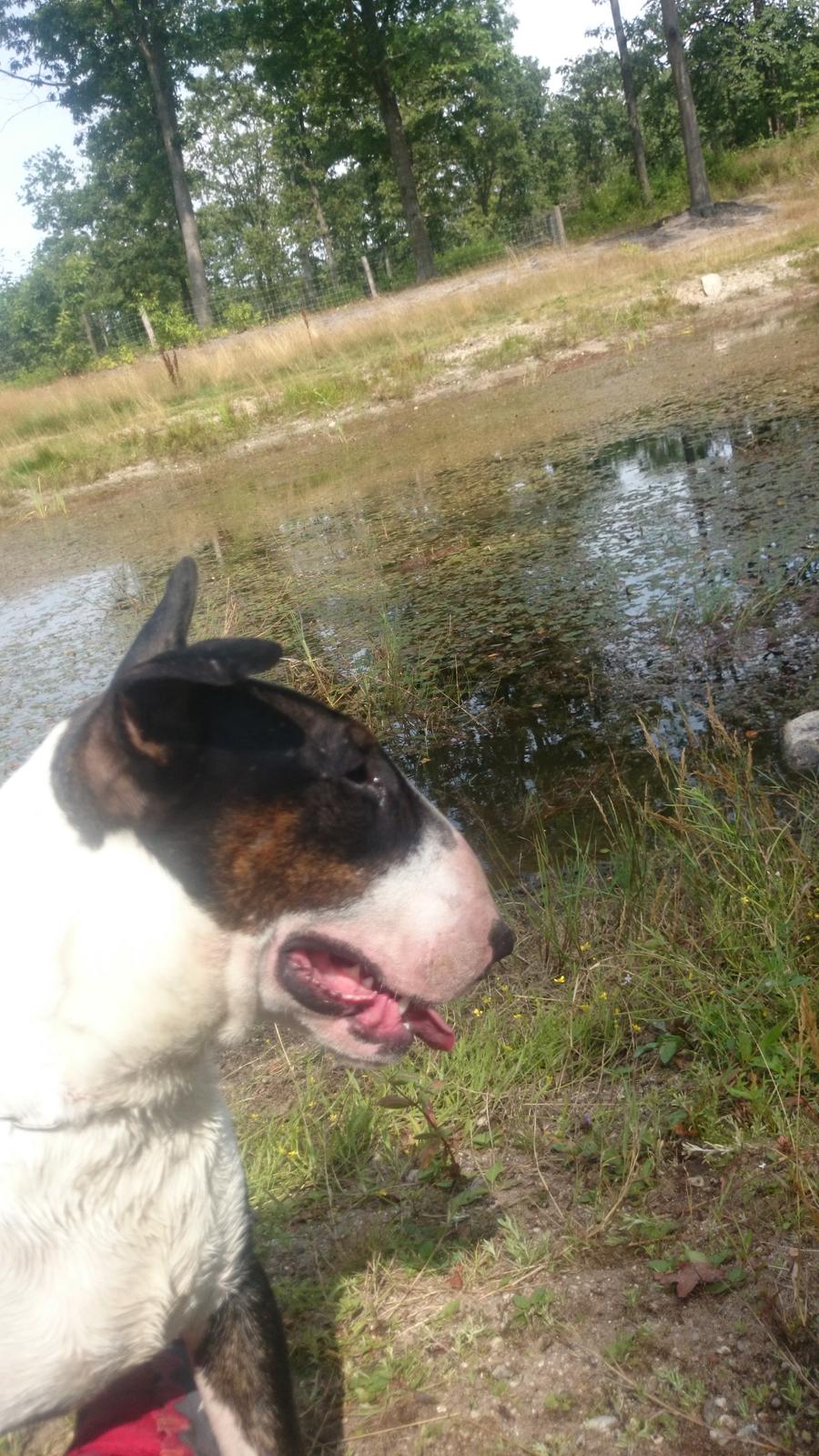 Bullterrier Mendoza Von Bercek billede 6