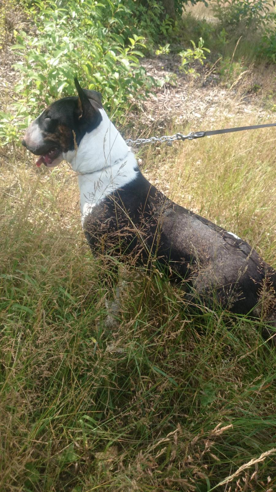 Bullterrier Mendoza Von Bercek billede 2