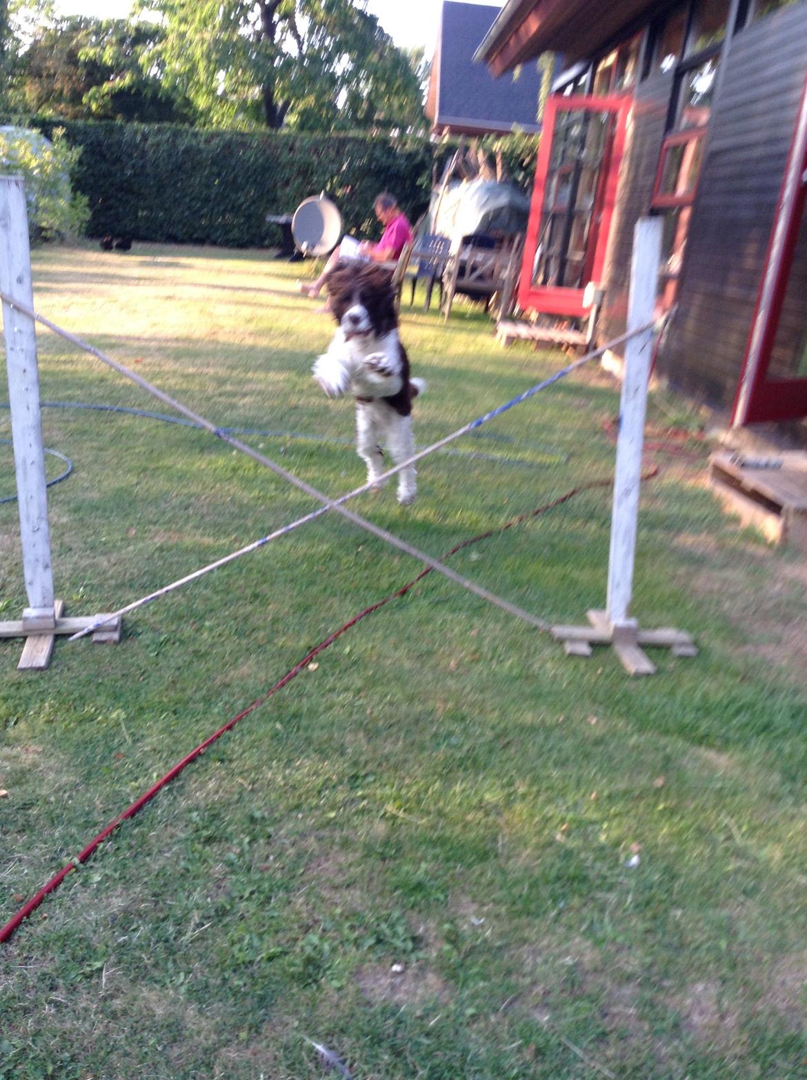 Engelsk springer spaniel Jonson billede 44