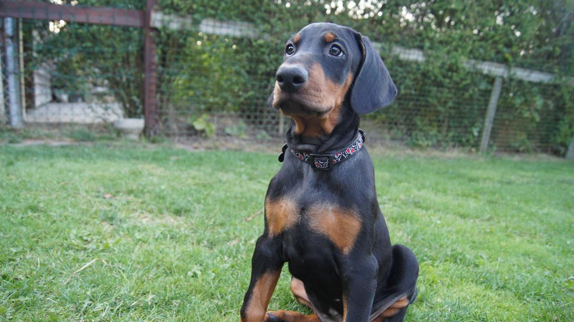 Dobermann MALKIN billede 5
