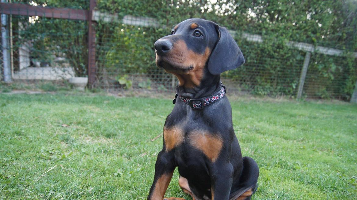 Dobermann MALKIN billede 6