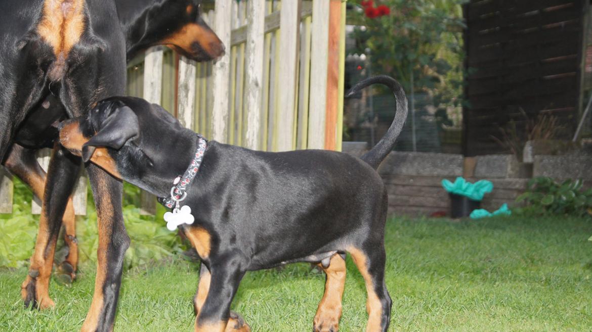 Dobermann MALKIN billede 7