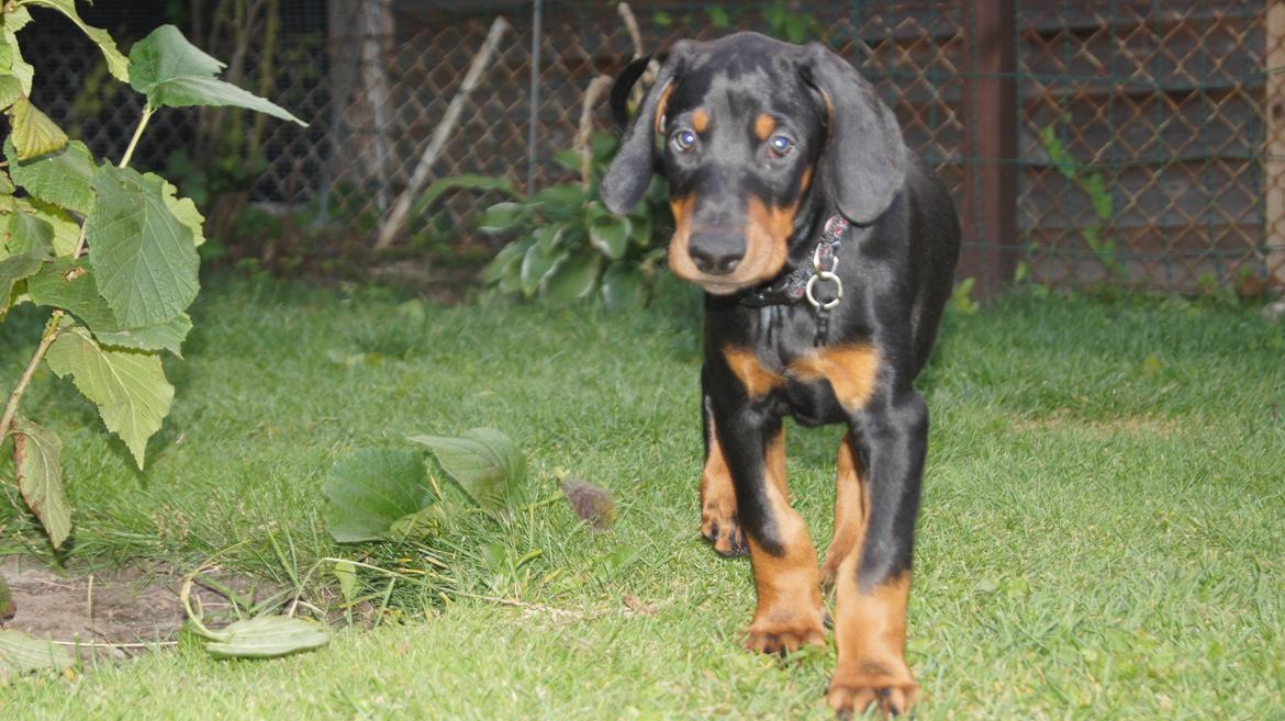 Dobermann MALKIN billede 8