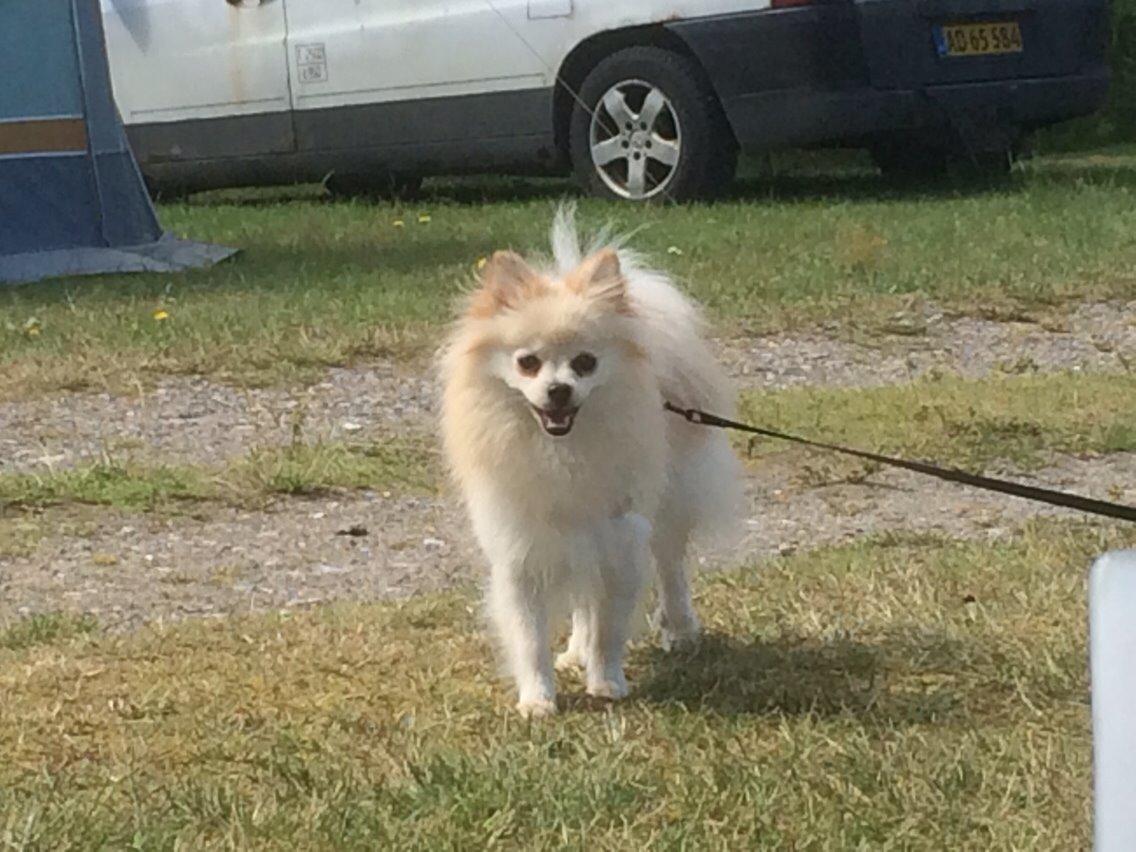 Pomeranian Cocio billede 14