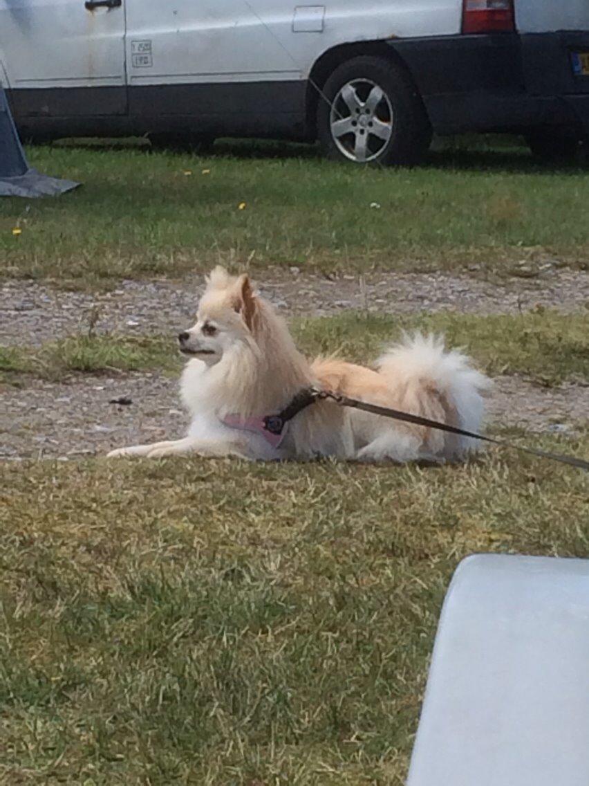 Pomeranian Cocio billede 12