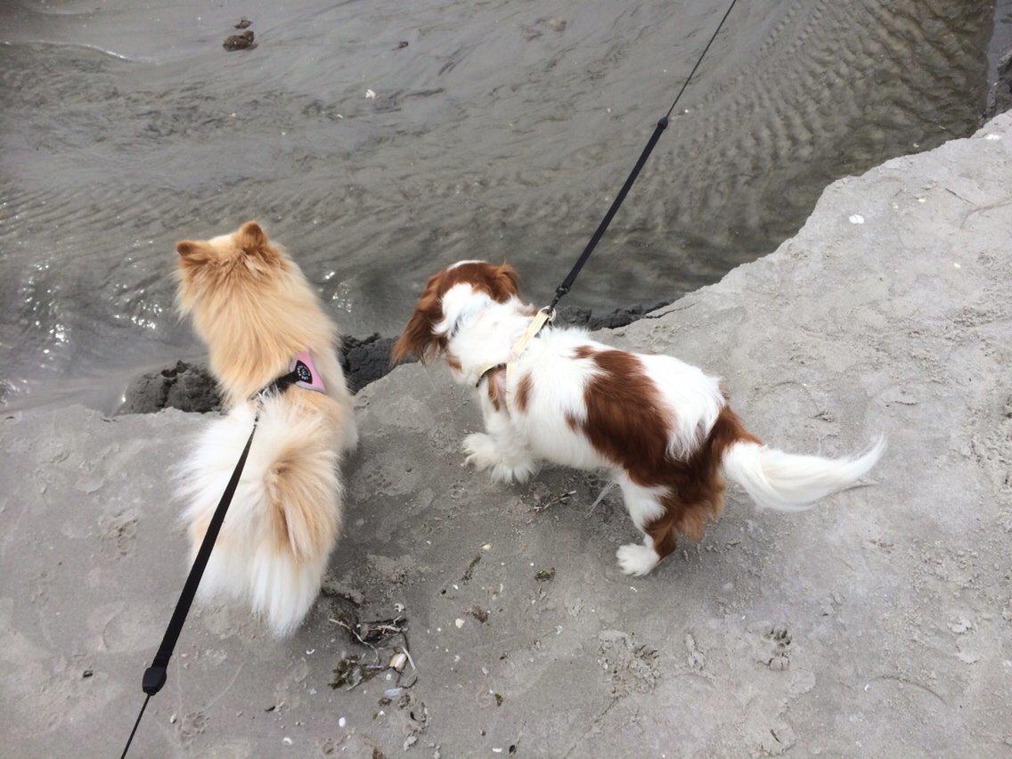 Pomeranian Cocio billede 18