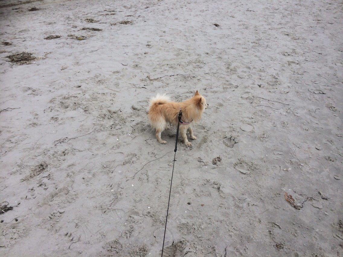 Pomeranian Cocio billede 15