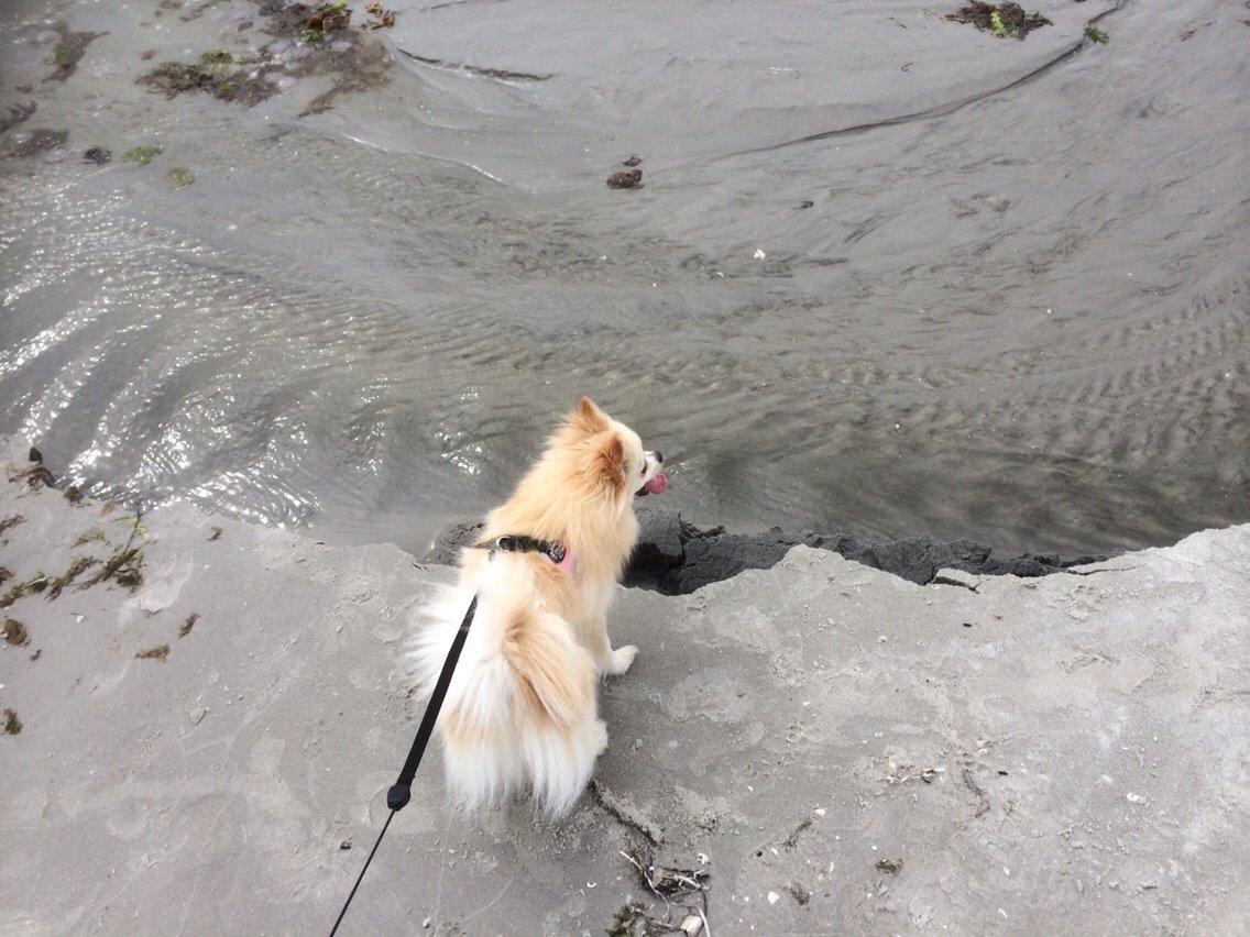 Pomeranian Cocio billede 20