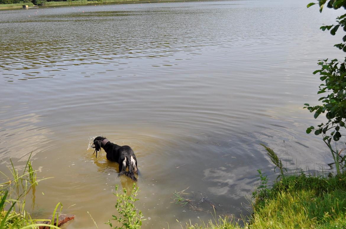 Saluki Kirman Arania billede 40