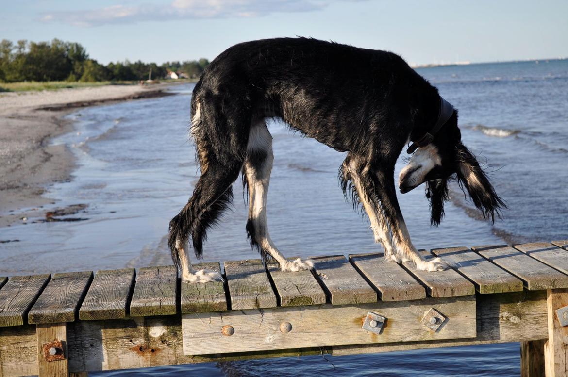 Saluki Kirman Arania billede 3