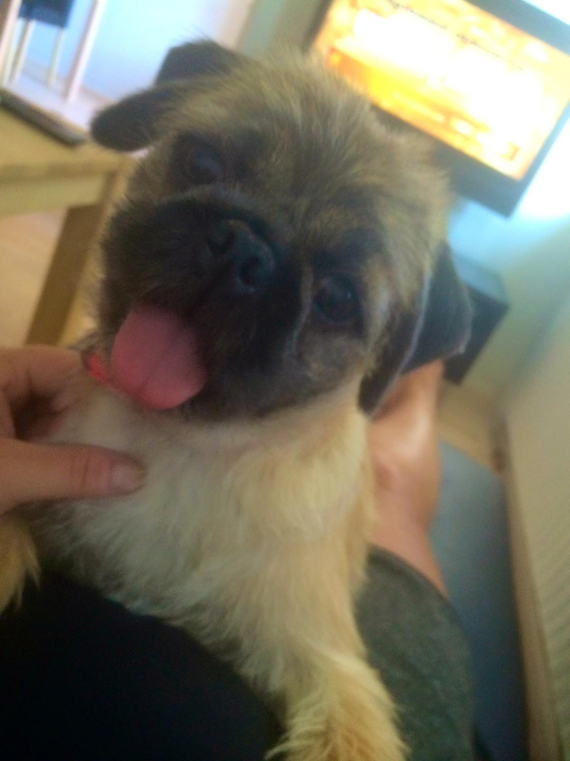 Blanding af racer Karla billede 25