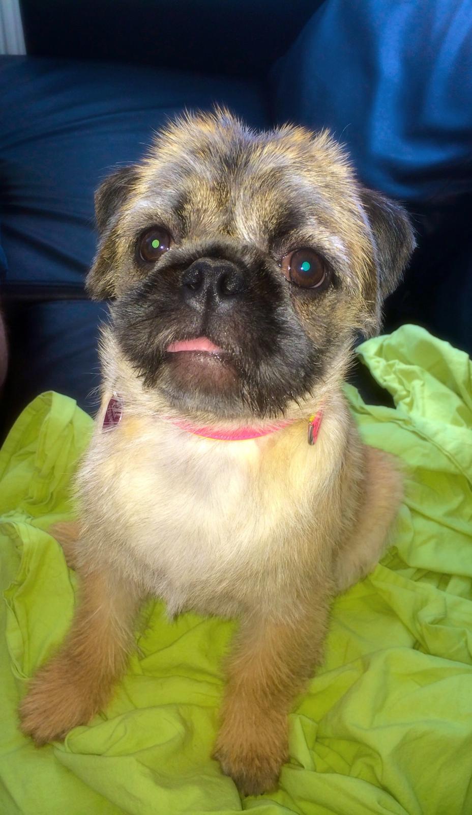 Blanding af racer Karla billede 26