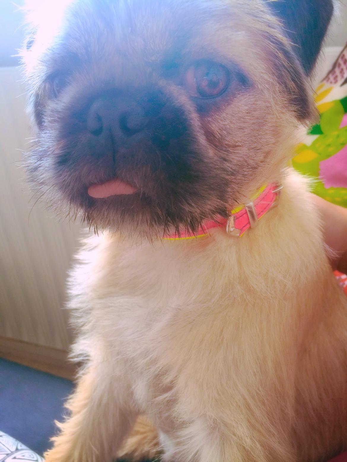 Blanding af racer Karla billede 28