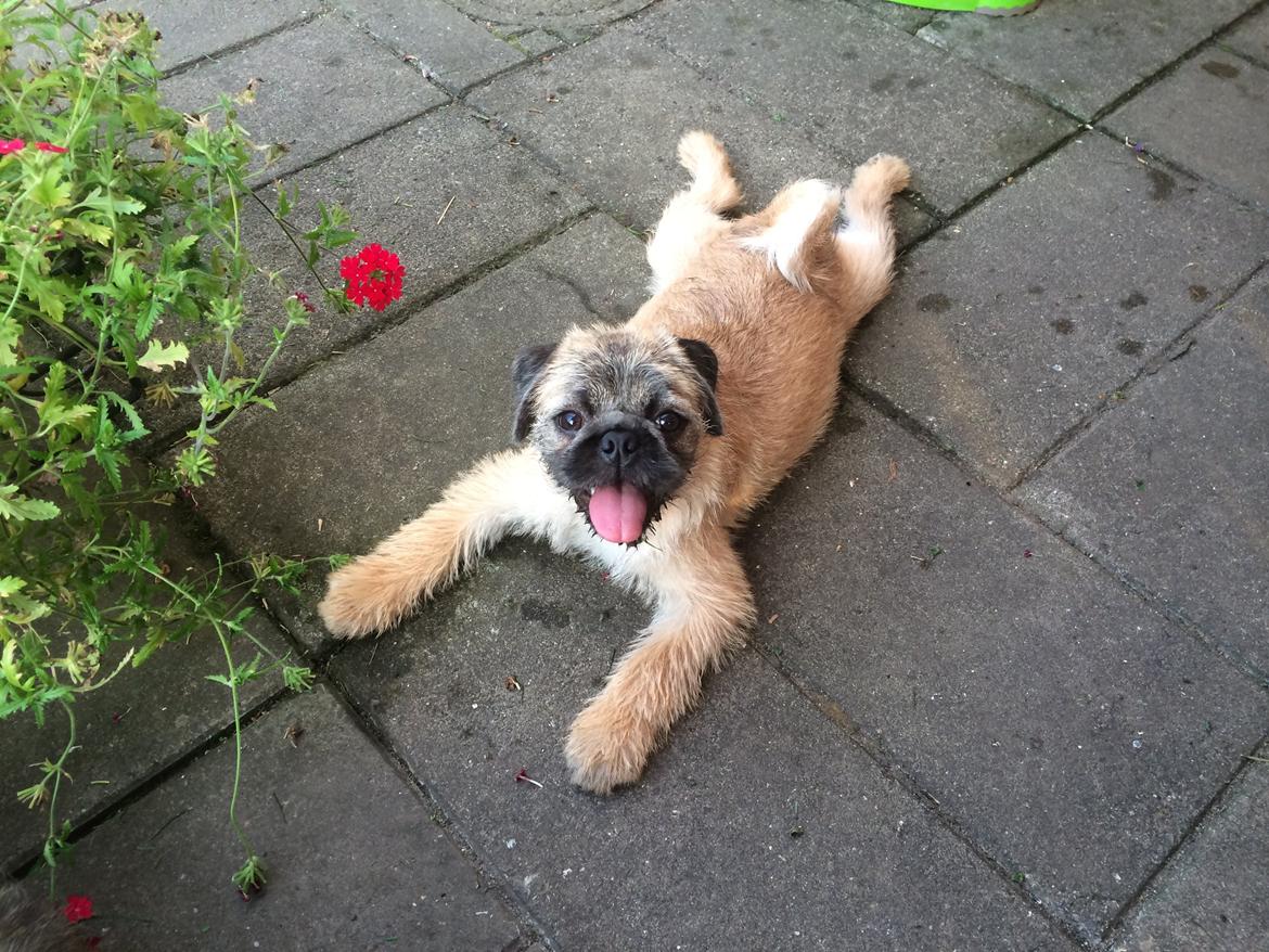 Blanding af racer Karla billede 29