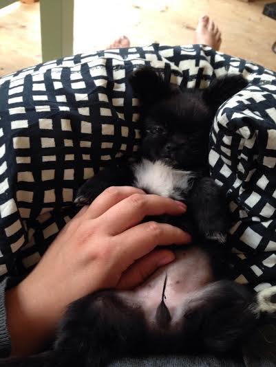 Blanding af racer Lady billede 9