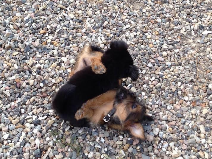 Blanding af racer Lady billede 11