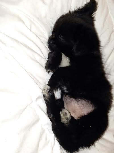 Blanding af racer Lady billede 12