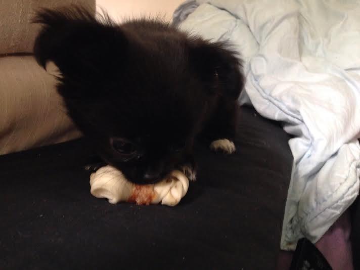 Blanding af racer Lady billede 13