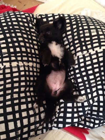 Blanding af racer Lady billede 15