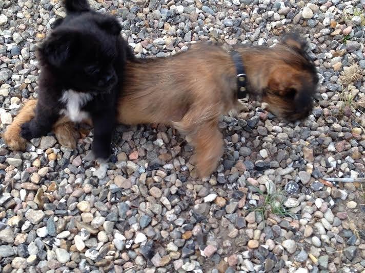 Blanding af racer Lady billede 10