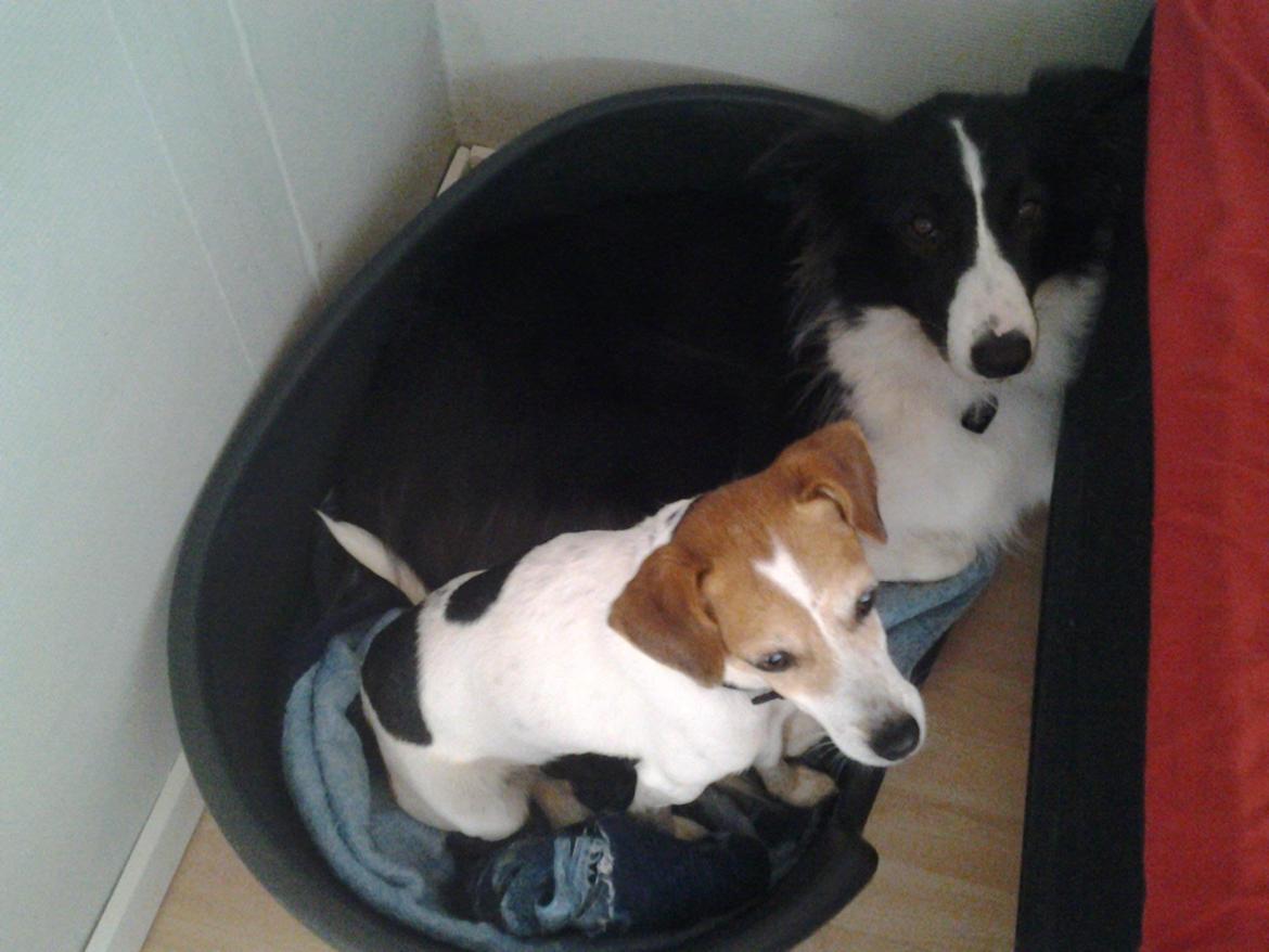 Border collie Kato - Kato og Ida kan sagtens hygge sig i Katos  kurv. billede 3