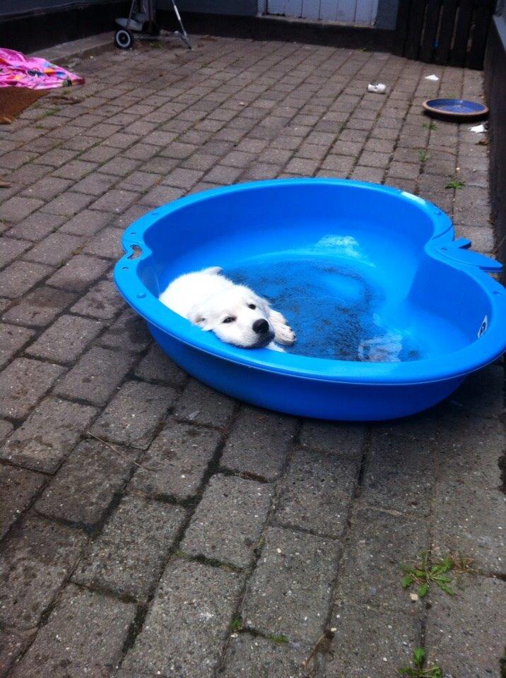 Blanding af racer Balder billede 8