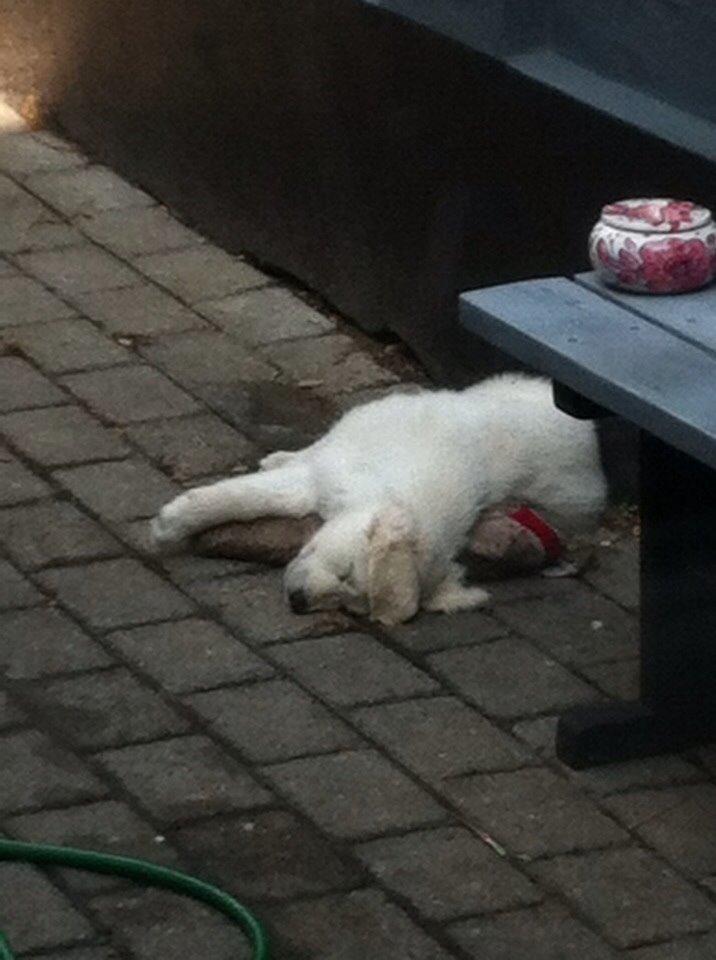 Blanding af racer Balder billede 9