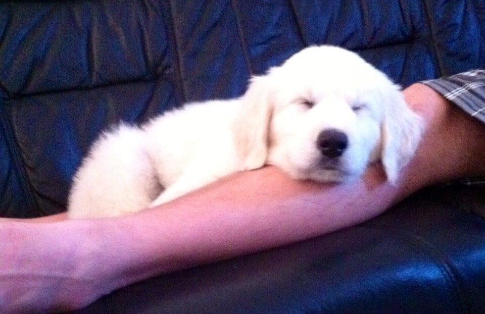 Blanding af racer Balder billede 10