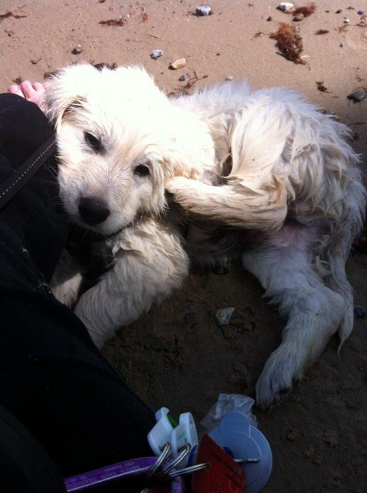 Blanding af racer Balder billede 11