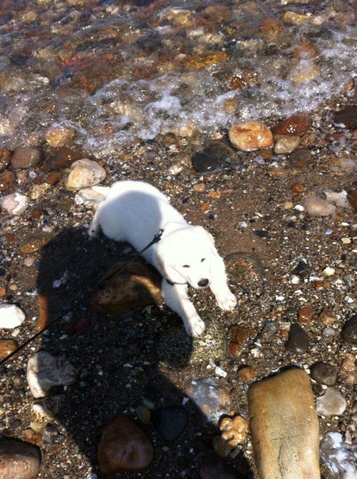 Blanding af racer Balder billede 12