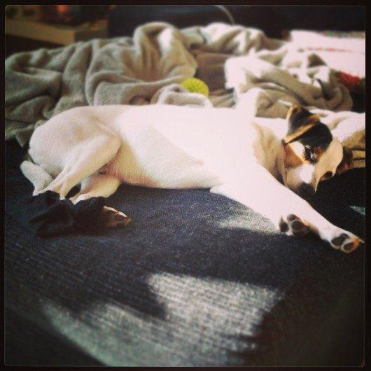 Dansk svensk gaardhund Bandit billede 1