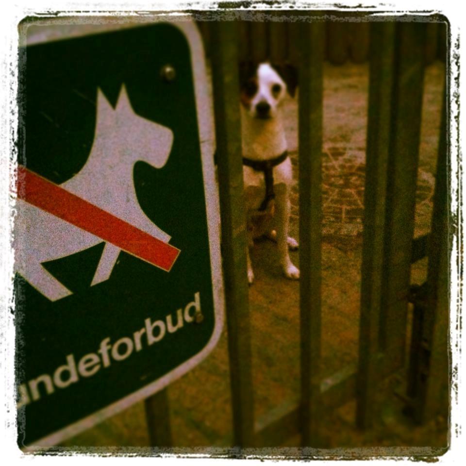 Dansk svensk gaardhund Bandit billede 2