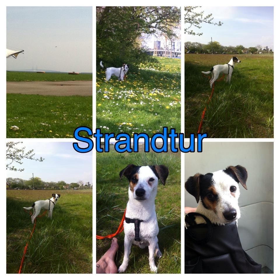 Dansk svensk gaardhund Bandit billede 3