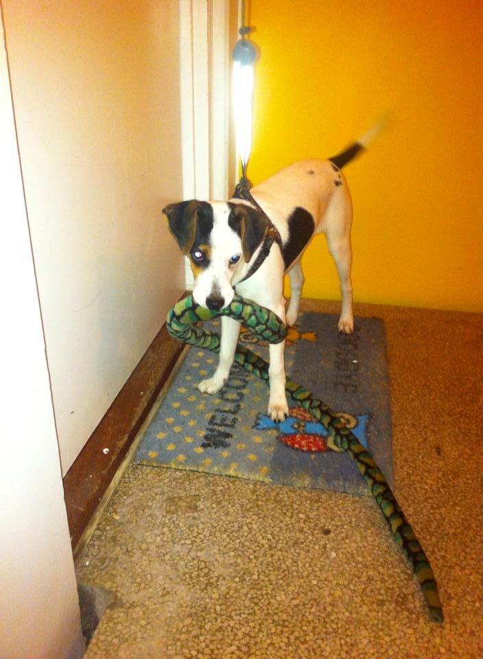 Dansk svensk gaardhund Bandit billede 4