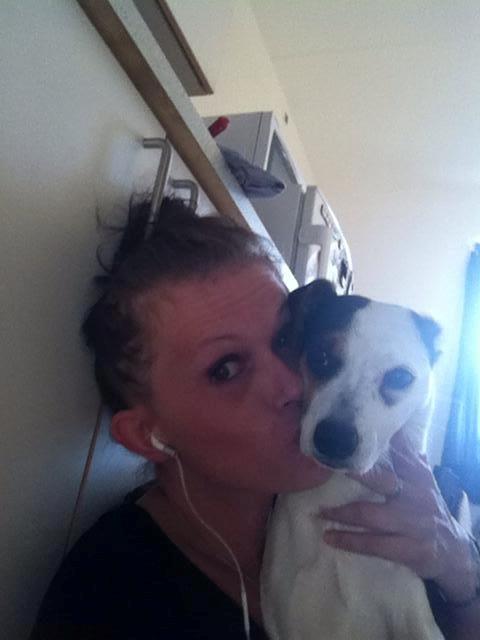 Dansk svensk gaardhund Bandit billede 5