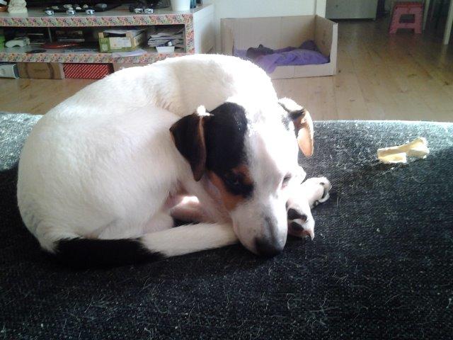 Dansk svensk gaardhund Bandit billede 6