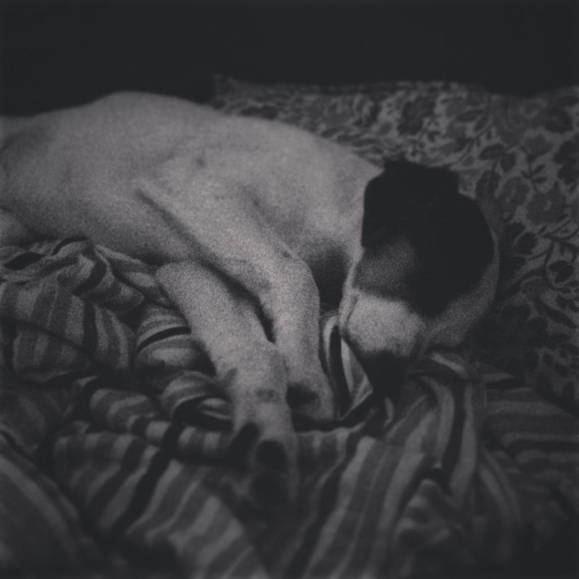 Dansk svensk gaardhund Bandit billede 7