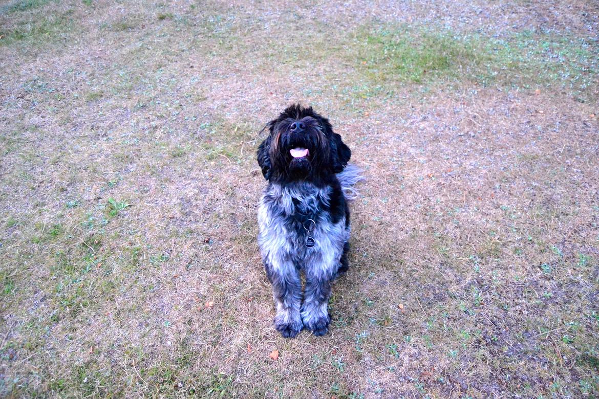 Schapendoes Joe - Smil!  billede 14