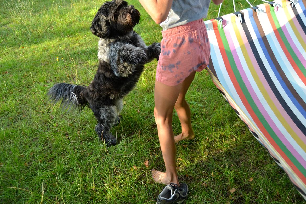 Schapendoes Joe billede 18