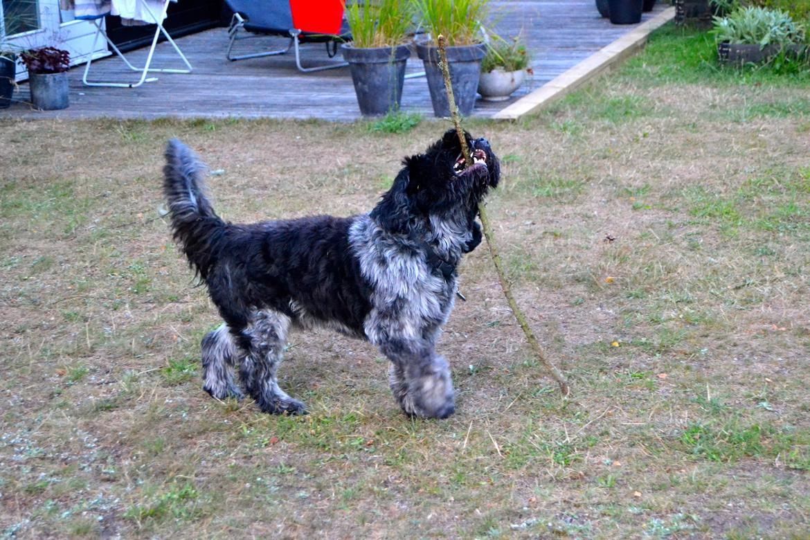 Schapendoes Joe billede 16