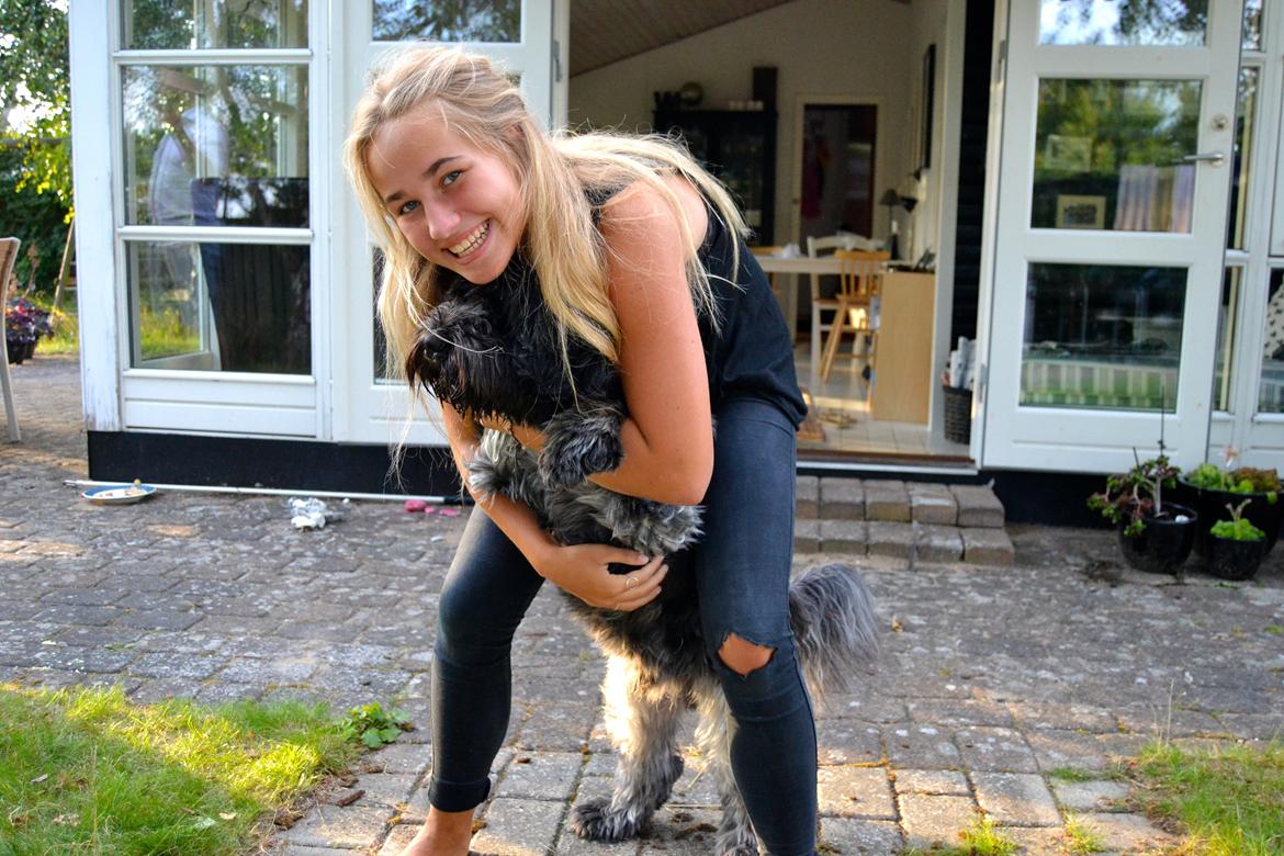 Schapendoes Joe billede 12