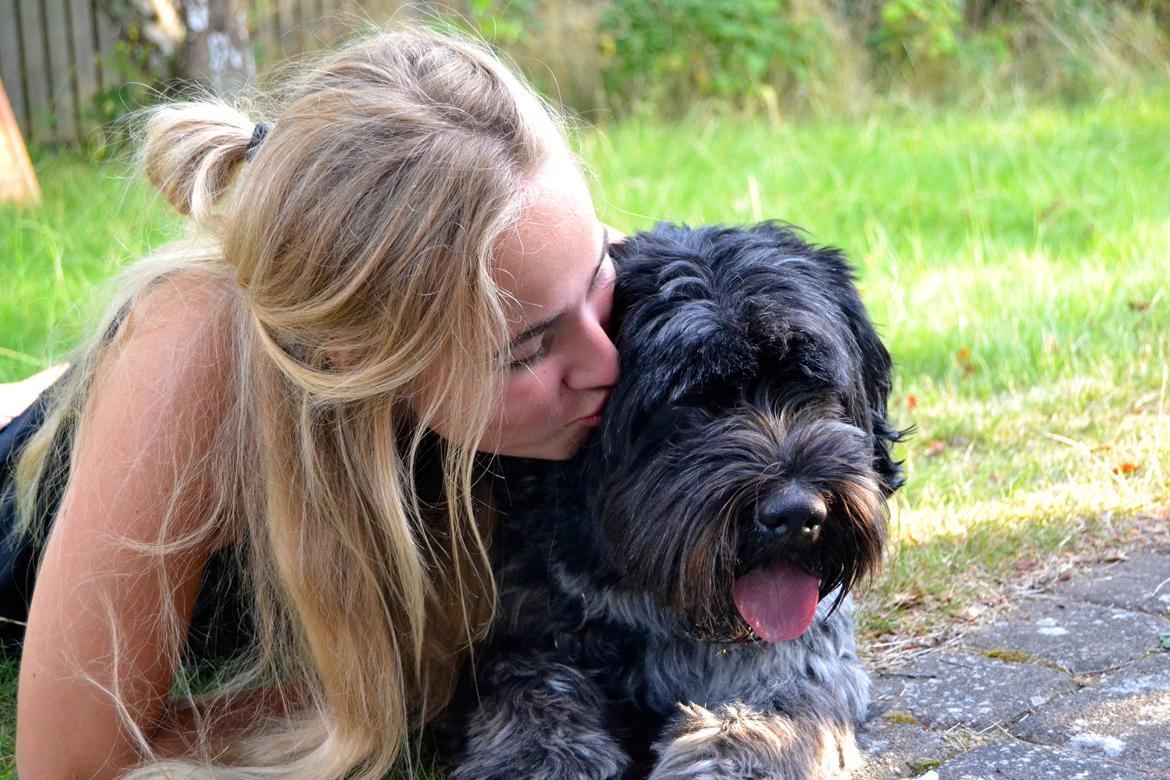 Schapendoes Joe - Kys billede 13