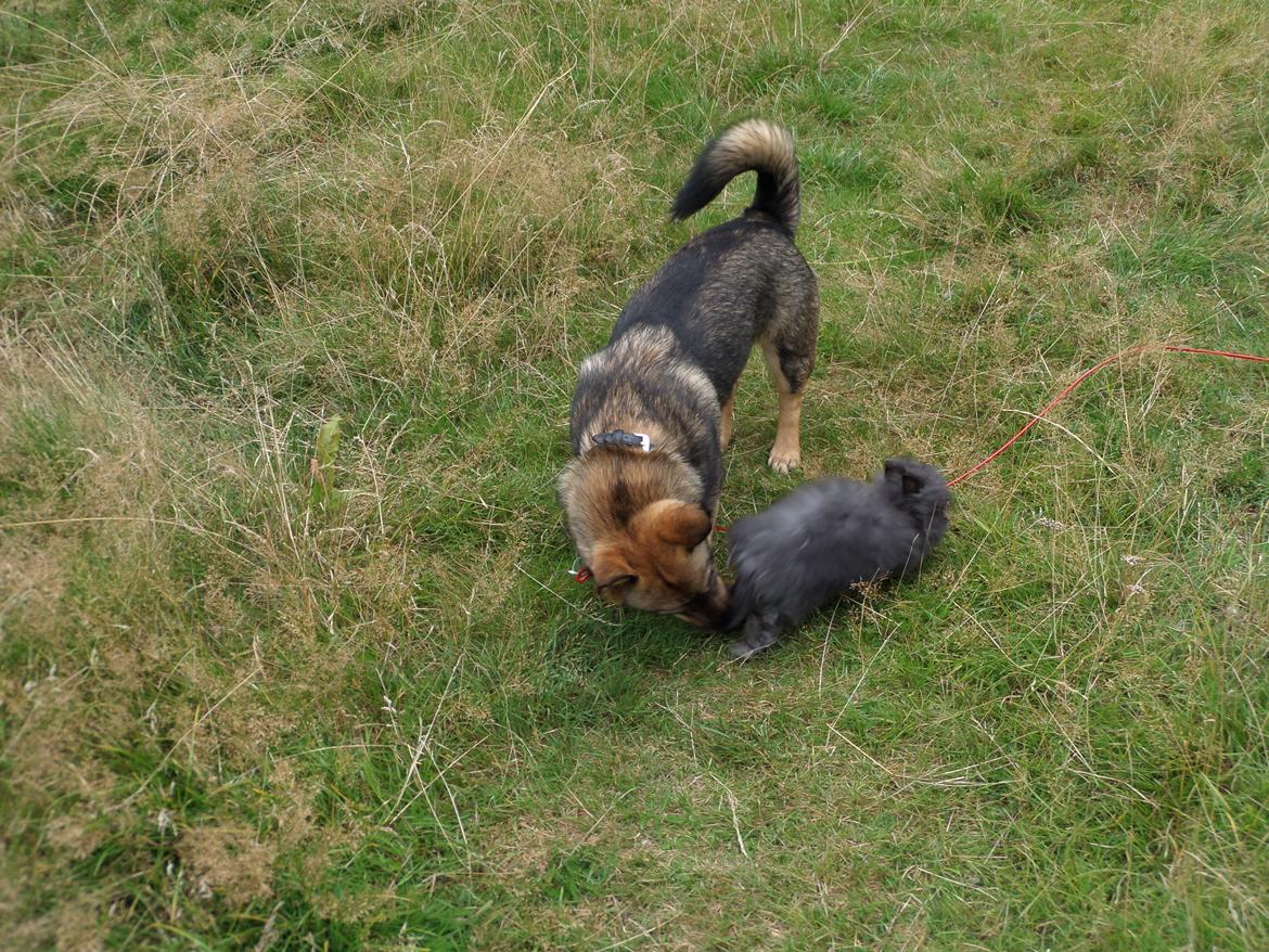 Västgötaspids Yuki <3 <3 (Clasus Miller). - Yuki passer på min kaninunge <3 7/8-2014 billede 40