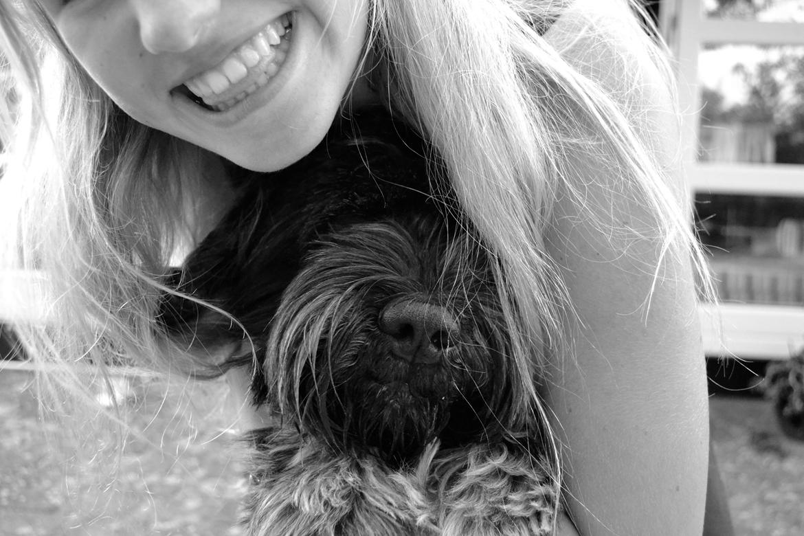 Schapendoes Joe billede 10